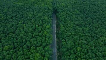 Aerial View of Lush Green Forest with Serene Highway Through Canopy video