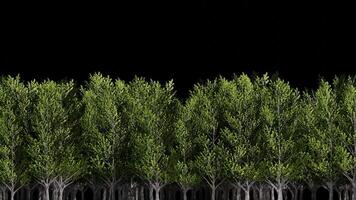 Looping Animation of Acacia Trees Passing in the Midground with Transparent Background video