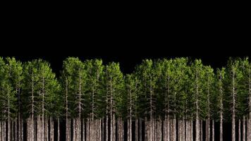 Looping Animation of Pine Trees Passing in the Midground with Transparent Background video