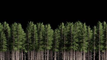 Looping Animation of Spruce Trees Passing in the Midground with Transparent Background video