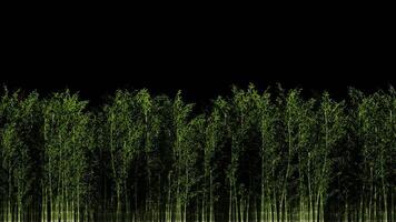 Looping Animation of Bamboo Trees Passing in the Midground with Transparent Background video