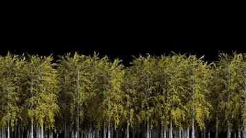 Looping Animation of Birch Trees Passing in the Midground with Transparent Background video