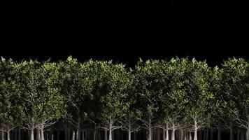 Looping Animation of Beech Trees Passing in the Midground with Transparent Background video