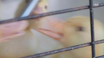 Ducks enjoying water from a feeding system in a farm setting video
