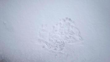 top view of hand gloves dropping on fresh snow video
