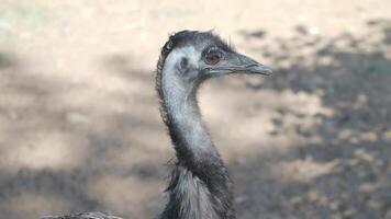 Emu displays its unique features at a wildlife sanctuary video