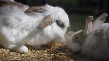 Cute rabbits interact playfully in a sunny outdoor setting video