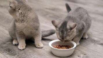 two gray kittens eat from a bowl video