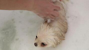 Cute dog spitz bathes in a bath with soapy water and foam video