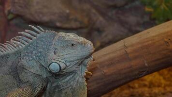 Iguana resting on a branch in a natural habitat setting video