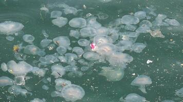 Clear water filled with jellyfish and floating debris in coastal area video