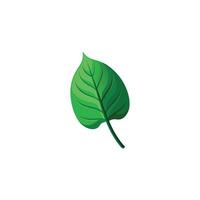 Minimal Botanical Leaf Design with Clean Background vector