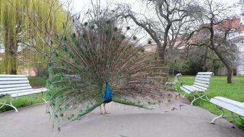Peacock Proudly Displaying Its Vibrant and Colorful Feathers in the Park Area video