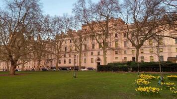 Spring daffodils bloom on the green lawns of St James Park, elegant historic buildings beyond bare winter trees video