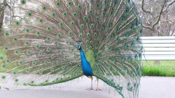 Peacock Displaying Its Beautiful and Vibrant Feathers in the Heart of Nature video
