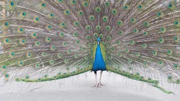 Peacock Displaying Its Incredible Colorful Feathers in the Natural Environment video