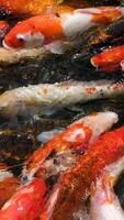 Colorful koi fish or Japanese koi carp as they swim together in a pond. Koi finding for food. video