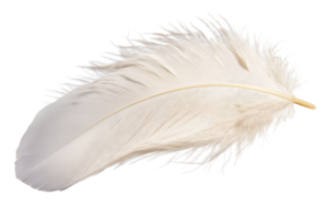 Elegant white feather with soft texture on a transparent background png