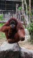Orangutan or Pongo Pygmaeus is captured sitting on a rock and playing around in a zoo enclosure. video