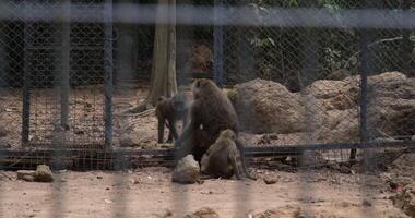 Guinea baboon Guinea baboon, Papio papio, a baboon of the family of Old World monkeys habitat enhances engagement and curiosity. Scene highlights intelligent behavior and wildlife interaction. video