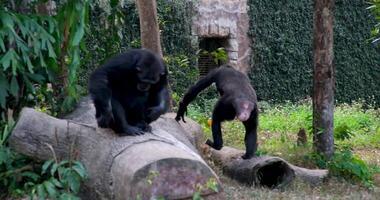 Chimpanzee, Pan troglodytes, a species of great ape. natural habitat, displaying intelligence and social behavior. A captivating wildlife showcasing the agility, expressions video