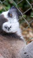 Diademed sifaka, Propithecus diadema, monkey in green grass forest. Lemur in the nature habitat. Sifaka on the tree, sunny day. Wildlife Madagascar, lemur on tree. video