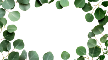 Eucalyptus foliage frame with transparent background, cut out transparent png