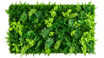 Lush green plants texture background, various ferns leaves , cut out transparent png