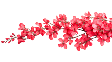 Bright red flowering branch cutout on transparent background png