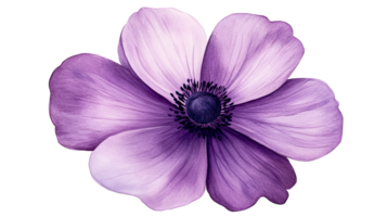 Anemone flower with violet petals on black background, cut out transparent png