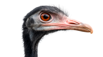 Rhea portrait with unique features and detailed feathering, cut out transparent png