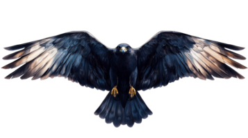 Majestic hawk in flight with spread wings, dark plumage, cut out transparent png