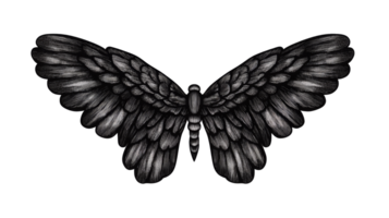 Butterfly wings drawing with detailed lines, sketch, insect, cut out transparent png