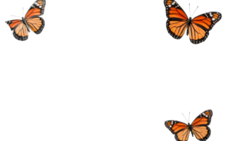 Three monarch butterflies fluttering on black backdrop, cut out transparent png