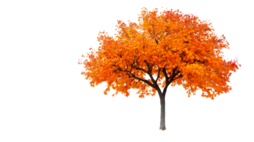 Orange maple tree in full fall foliage, isolated object, cut out transparent png