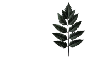 Dark green leaf with sharp edges and textured surface, cut out transparent png