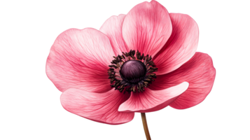 Detailed Anemone flower with textured petals in pink color , cut out transparent png