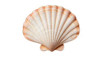 Seashell object with natural line pattern and orange hue, cut out transparent png