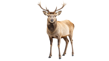 Red Deer stag standing alert in studio, cut out transparent png