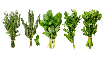 Herbs assortment on black background in studio, cut out transparent png