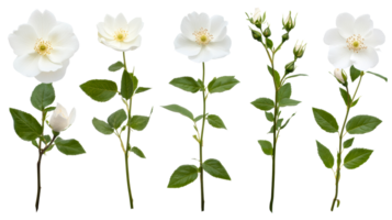 White rose blossoms and buds with stems, isolated , cut out transparent png