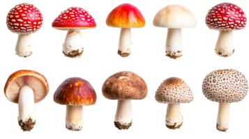 Assorted mushrooms, edible and poisonous, isolated on black, cut out transparent png