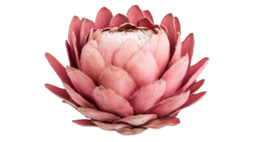 Pink protea flower with soft petals, isolated botanical bloom, cut out transparent png