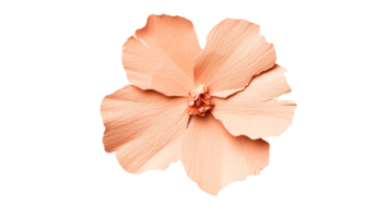 Peach crepe paper flower with visible texture, cut out transparent png