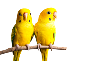 Pair of yellow parrots perched on branch, isolated, cut out transparent png