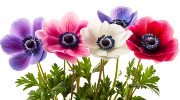 Row of vibrant anemone flowers on black background, cut out transparent png