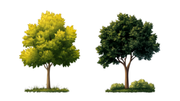 Two trees with different foliage on a black background, cut out transparent png