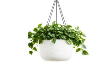 Hanging pothos plant in a white pot with black background, cut out transparent png