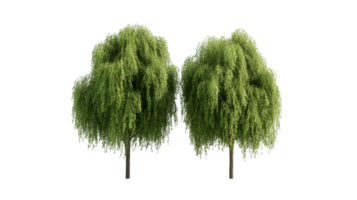 Two weeping willow trees in summer, isolated, cut out transparent png