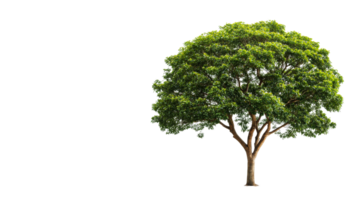 Deciduous tree with dense foliage on black background, cut out transparent png